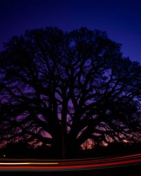A long exposure photograph captures a stunning sunset in rich burgundy and deep blue tones behind an old oak tree. This sophi