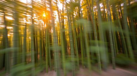 Experience the serenity of a bamboo forest bathed in the golden hues of a warm sunset, brought to life with dynamic motion bl