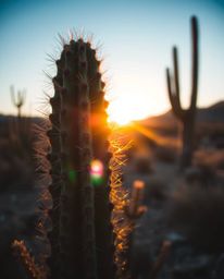 A tight close-up shot captures a desert cactus glowing in the last rays of the sun, set within a mystic and enchanting enviro