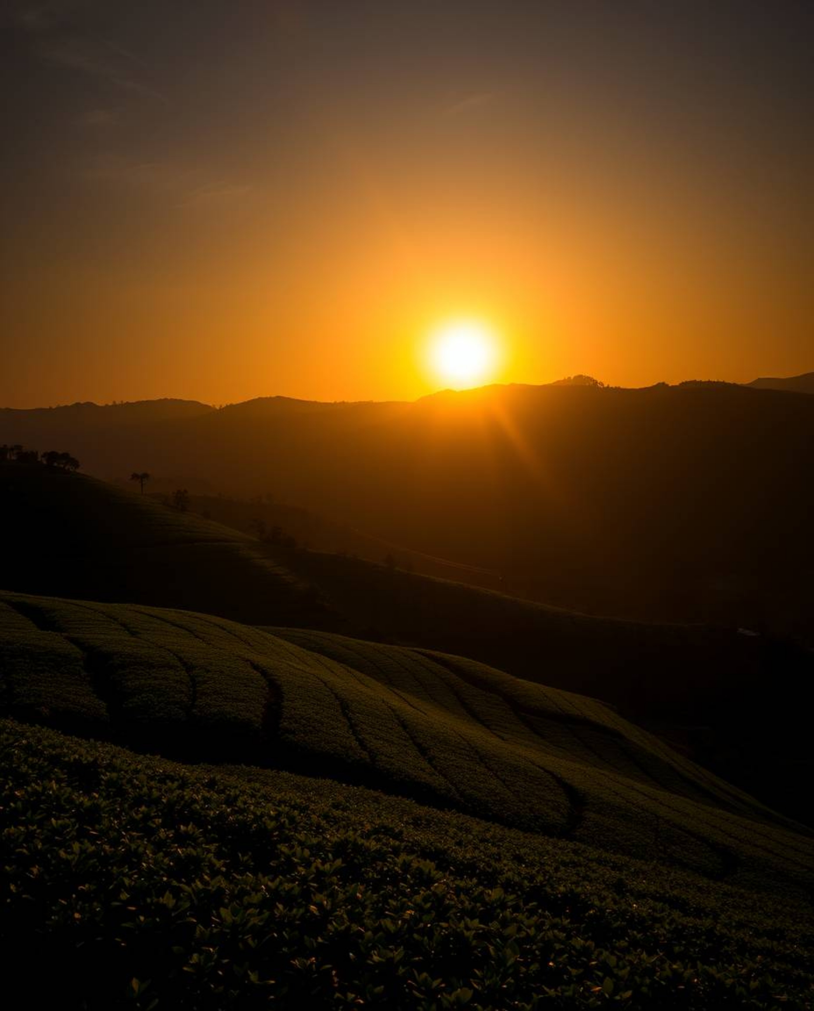 A long exposure photograph of a sunset over terraced tea plantations, employing contrasting chiaroscuro lighting. The image e