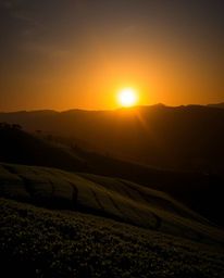 A long exposure photograph of a sunset over terraced tea plantations, employing contrasting chiaroscuro lighting. The image e