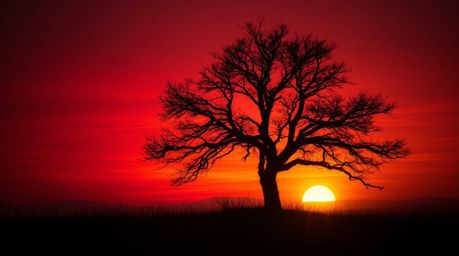 A captivating image of a lone tree silhouetted against a vibrant, fiery sunset.  The scene is imbued with an eerie, creepy at