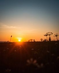 An unusual and original fine art photograph capturing a spring sunset over a wildflower meadow. This professional, warm, slig