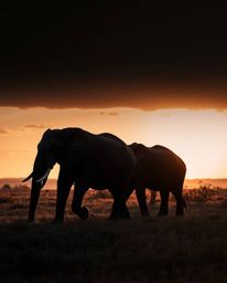 This is a high-contrast, low-key photograph of elephants walking across a field at sunset. The image is defined by its deep s