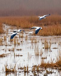 A wet, rainy scene captures herons flying during the golden hour in wetlands. The color palette is dominated by natural earth