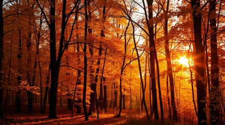 Capture the breathtaking beauty of autumn with this high-resolution stock photo.  A warm golden hour light illuminates a stun