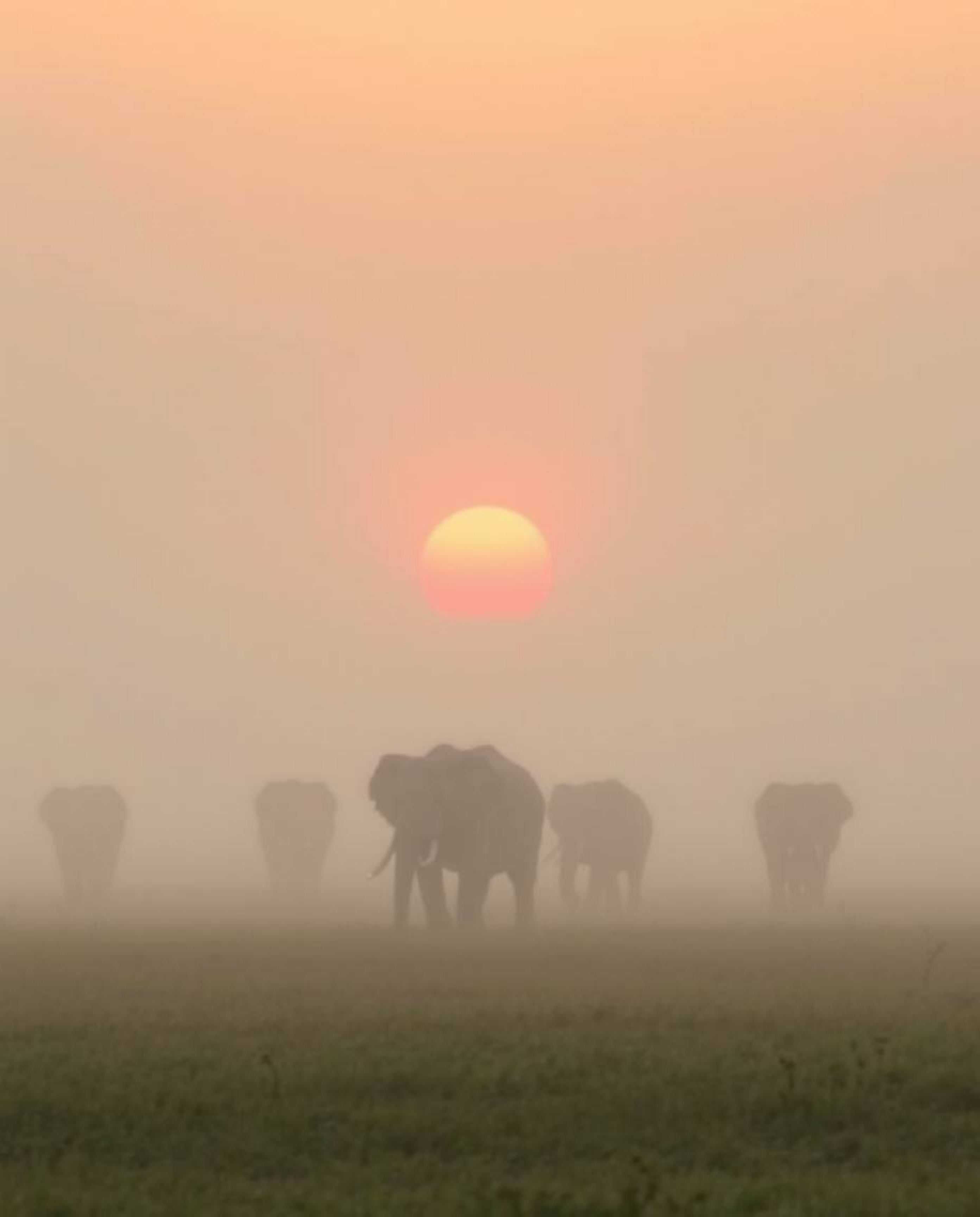 A soft, dreamy atmosphere envelops this scene of elephants walking across a field at sunset. The landscape is surrounded by t