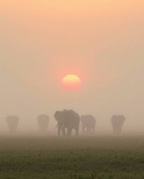 A soft, dreamy atmosphere envelops this scene of elephants walking across a field at sunset. The landscape is surrounded by t