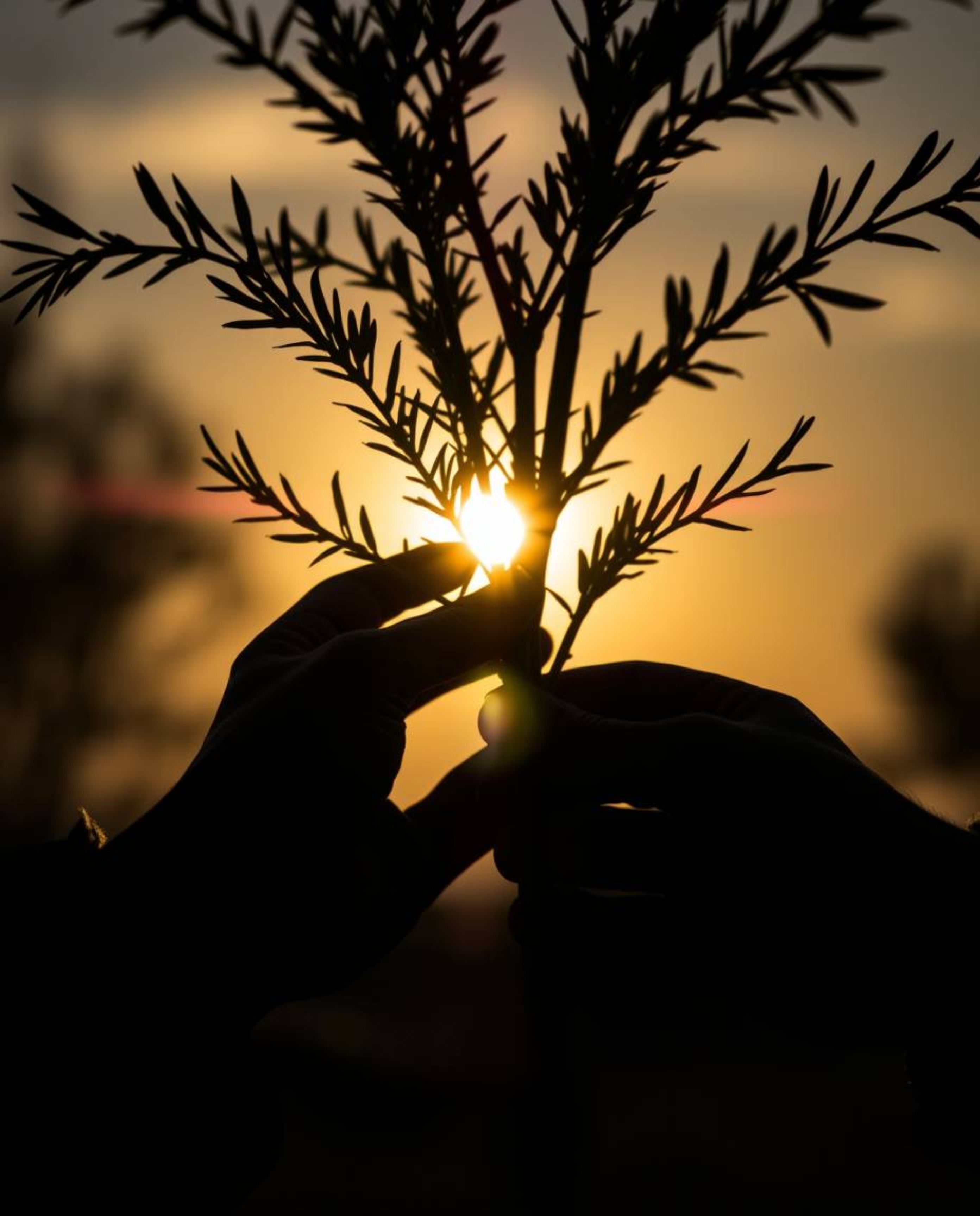 A captivating extreme macro close-up showcases hands planting a tree against a breathtaking golden sky.  The backlighting cre