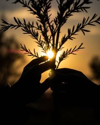A captivating extreme macro close-up showcases hands planting a tree against a breathtaking golden sky.  The backlighting cre