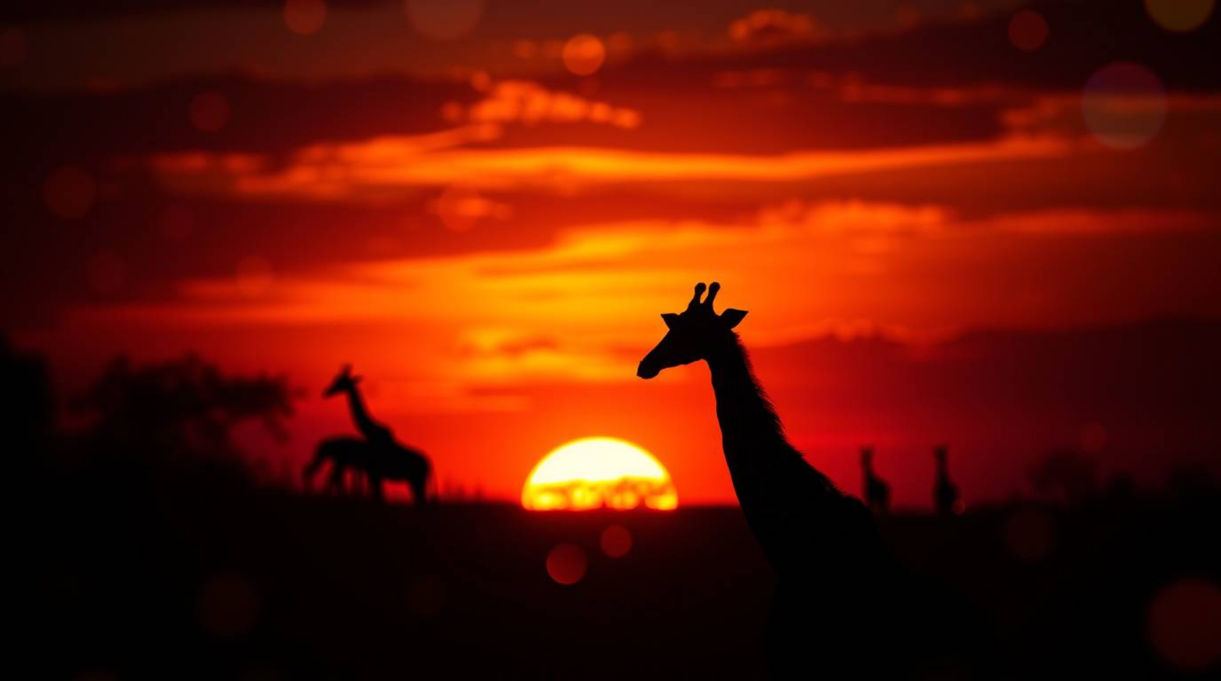 Explore stunning creative light art featuring silhouetted giraffes against a vibrant sunset savanna. This collection showcase