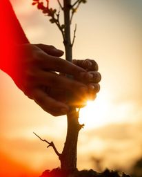 A captivating photograph showcases hands diligently planting a tree against a vibrant golden sky.  The image utilizes a blurr