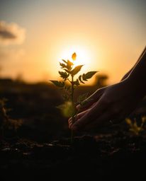 A captivating close-up captures the beauty of planting a tree as hands tenderly interact with the earth beneath a breathtakin