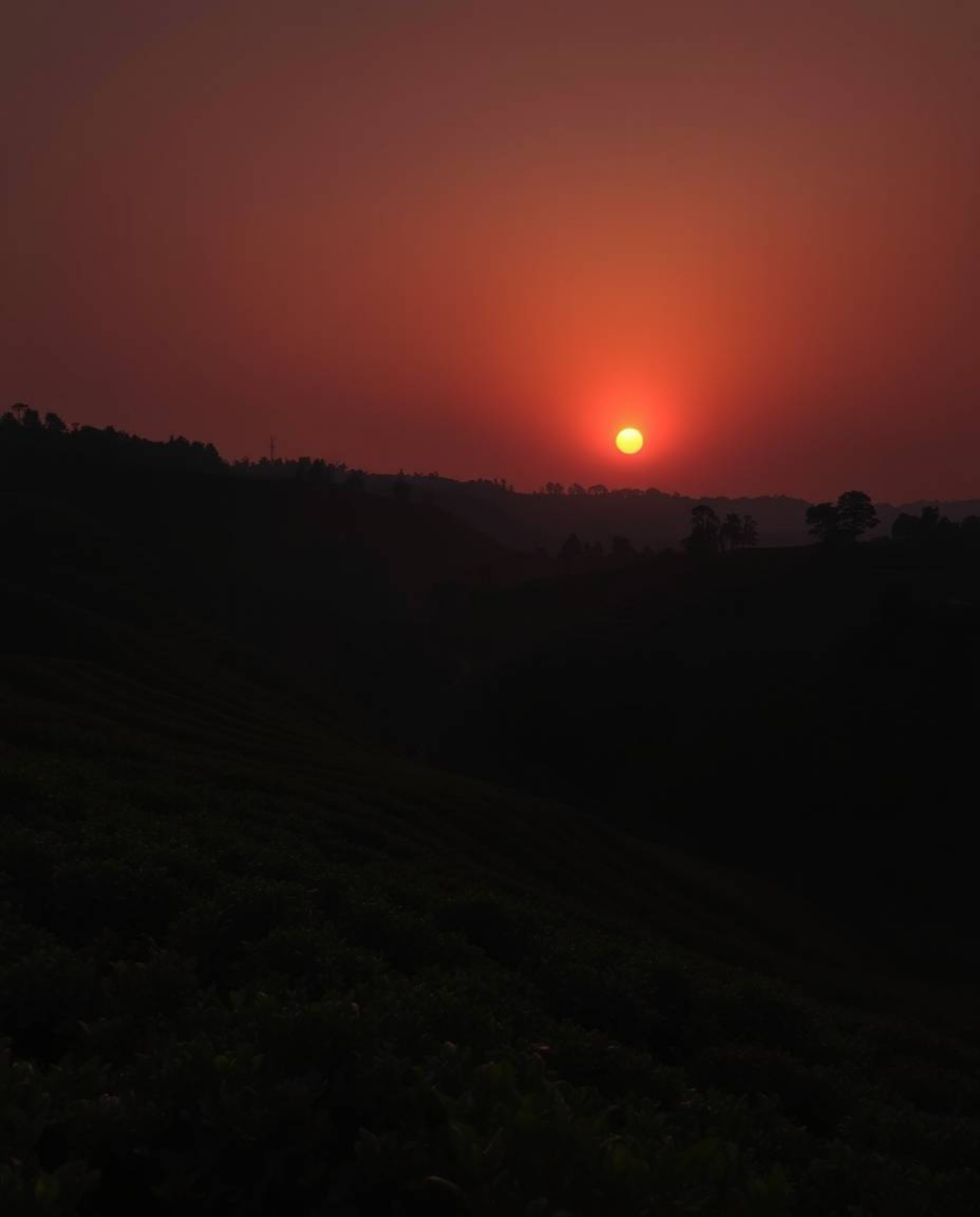 A dramatic depiction of a sunset over terraced tea plantations, rendered in intense jet black. This powerful image is charact
