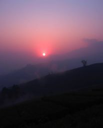 This image captures a sunset over terraced tea plantations, creating a soft and dreamy atmosphere through the use of volumetr