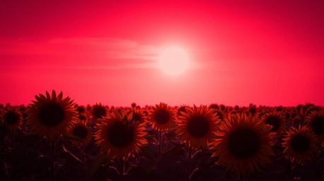 A captivating photograph capturing a sunflower field bathed under a deep red and purple sky. The image features a striking co