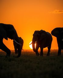 Unusual, warm-toned, slightly dark, professional photograph of jet-black elephants walking across a sunset field. Deep shadow