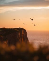 This image captures a sunset over a coastal cliff with soaring birds, rendered in the beautiful warm light of the golden hour