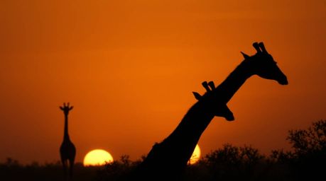 This professional photograph captures an unsettling yet captivating sunset at the savanna. Silhouetted giraffes stand against