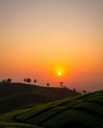 This image beautifully captures a serene sunset over terraced tea plantations, distinguished by its smooth gradient transitio