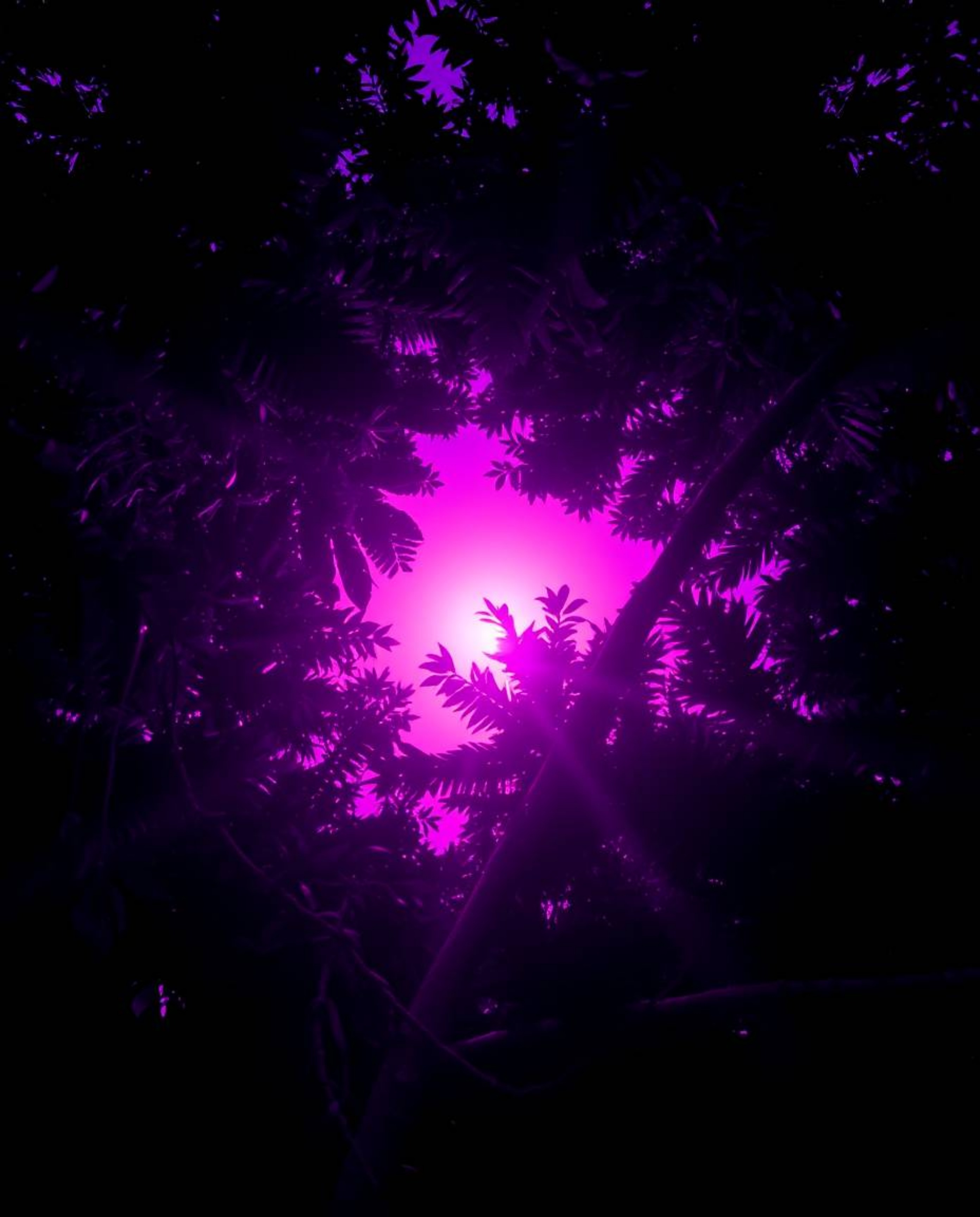 A low-angle perspective photograph of a sunset viewed through a dense jungle canopy, characterized by its deep ultraviolet hu