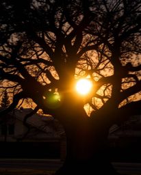 A long exposure photograph of a sunset behind an old oak tree with twisted branches, employing chiaroscuro lighting for stron