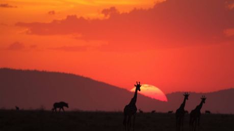 A stunning close-up photograph captures a breathtaking sunset over the African savanna.  Silhouetted giraffes stand majestica