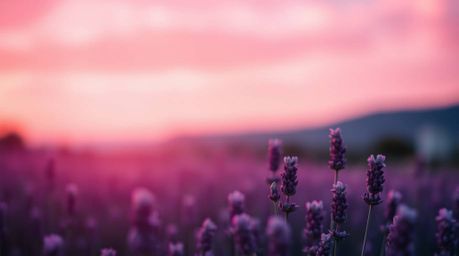 Capture the essence of dreamy elegance with stunning visuals featuring blurred bokeh effects, rich burgundy and deep blue acc