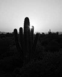 A timeless and elegant black and white long exposure photograph captures a desert cactus glowing in the last rays of the sun.