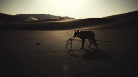 A jet-black desert scene featuring a coyote setting a ridiculous trap under gentle, soft light. Diffused shadows and subtle i