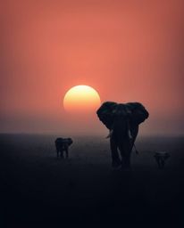 This is a soft and dreamy digital painting of elephants walking across a field at sunset, rendered in a striking monochromati