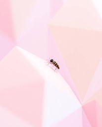 Explore the captivating world of extreme macro photography showcasing geometric pattern wallpaper with soft pastel gradients 