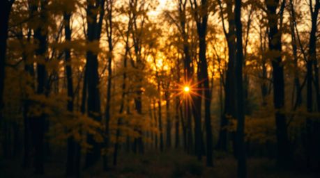 Experience the magic of an autumn forest at sunset, bathed in a soft cinematic haze and dreamy soft focus. Golden leaves glim