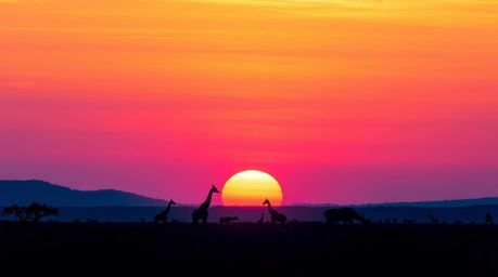 Experience the serene beauty of a smooth gradient sunset over the savanna, where silhouetted giraffes create captivating abst