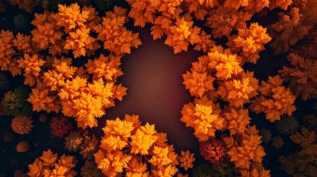 A stunning overhead illustration depicting a vibrant autumn forest bathed in the golden light of sunset.  Crisp lines and sha