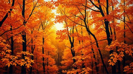 A captivating high-angle acrylic painting depicts a vibrant autumn forest bathed in the golden light of sunset.  The artwork 