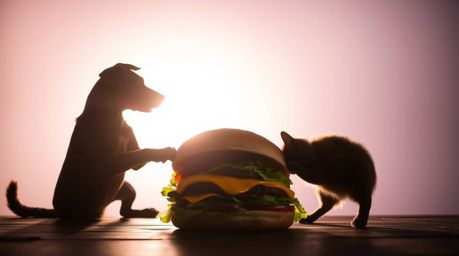 A captivating image depicts a dog and cat engaged in a hilarious battle over an enormous sandwich.  The backlighting creates 