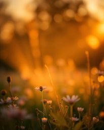 A stunning photograph of a spring wildflower meadow at sunset, enhanced by the beautiful interplay of volumetric lighting and