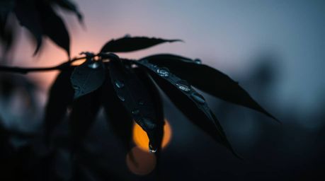 Explore the beauty of a blurred bokeh effect combined with a strong moody style, capturing the essence of sunset reflected in