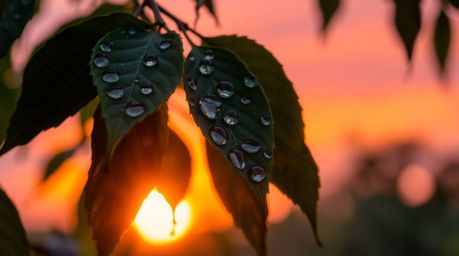 A stunning long exposure photograph capturing a vibrant sunset reflected in raindrops clinging to leaves. The image emphasize