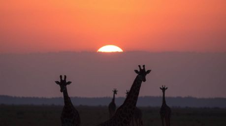 A unique fine art photograph capturing a smooth gradient transition of a savanna sunset from a high-angle perspective, silhou