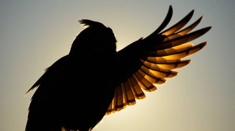 Experience a unique perspective with architectural color photography featuring a backlit, silhouetted blind owl in Pixar styl