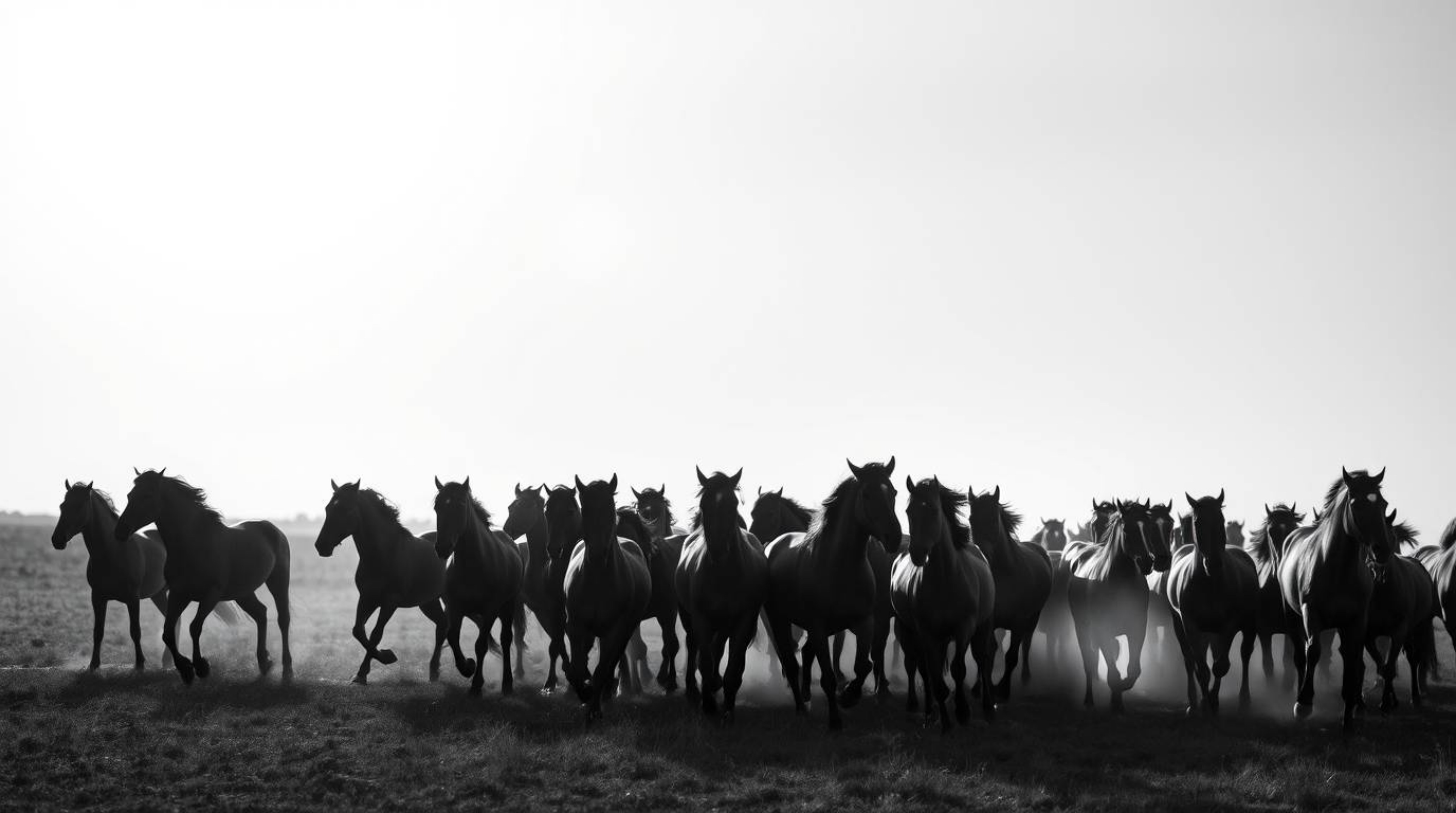 Capture the timeless elegance of a herd of wild horses running beneath a glowing sky in this striking black and white image. 