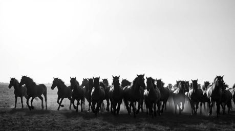 Capture the timeless elegance of a herd of wild horses running beneath a glowing sky in this striking black and white image. 