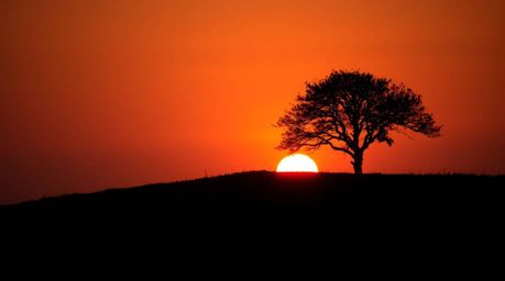 A warm and slightly dark, yet soft and professional photograph showcasing a lone tree silhouetted against a fiery sunset on a