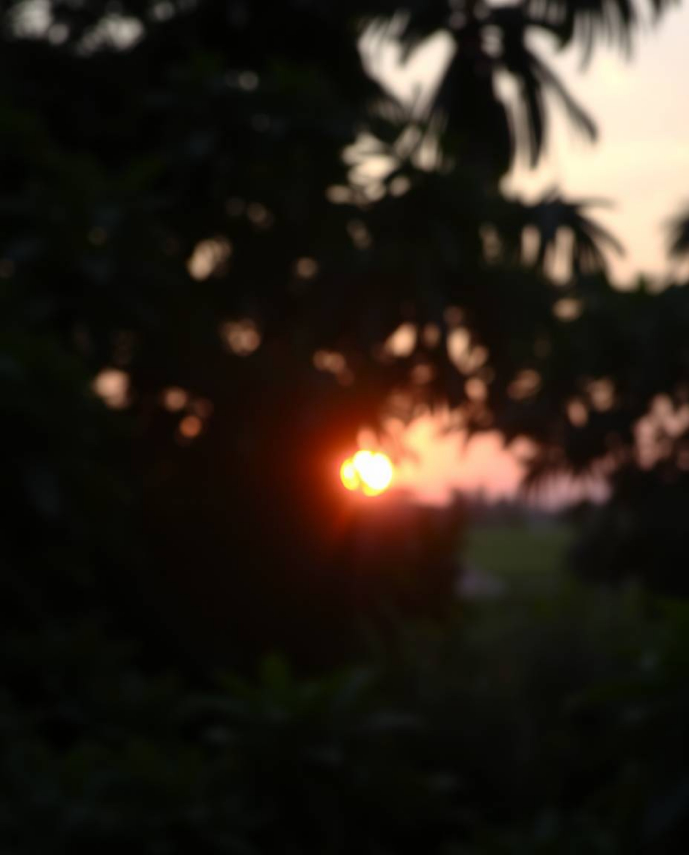 A sunset viewed through a dense jungle canopy is presented with a stunning blurred bokeh effect and a smooth gradient transit