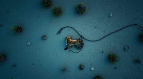 A cool-toned, bird's-eye view overhead shot captures a coyote in a desert landscape setting up a ridiculous and comical trap.