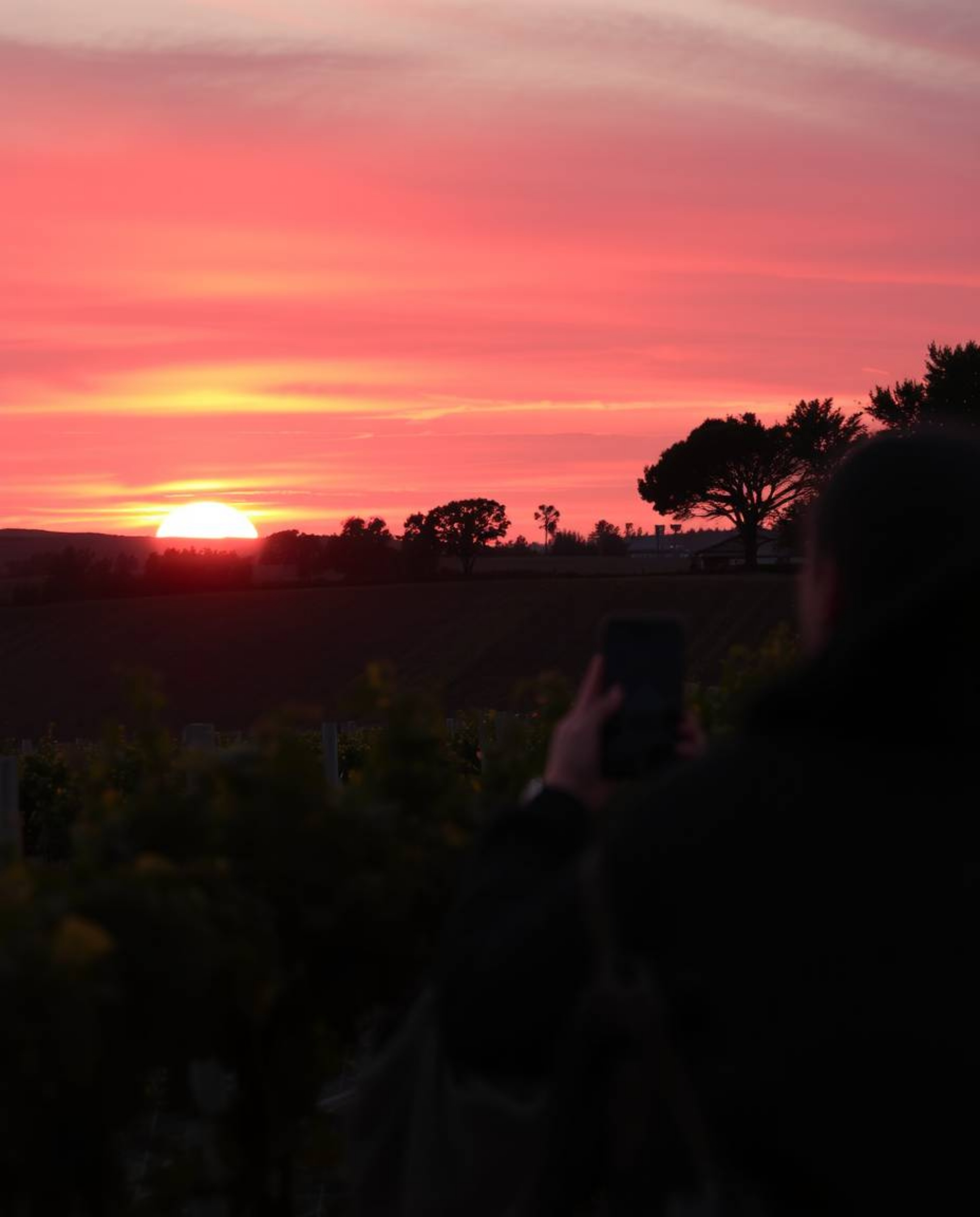 A candid street photography piece captures a dreamy sunset over a vineyard, rendered in electric, vivid colors and soft, hazy