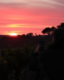 A candid street photography piece captures a dreamy sunset over a vineyard, rendered in electric, vivid colors and soft, hazy