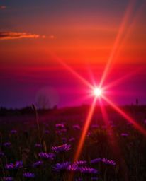 A vivid and dynamic scene capturing a sunset over a spring wildflower meadow. This image is characterized by its deep ultravi